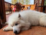 Top Lubień Top Lubień