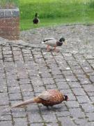 Holly Hill Apartments Holly Hill Apartments