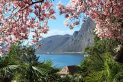 Top Lugano