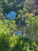 chambres dhôtes le Boyer