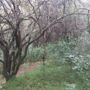 La casa del árbol LG