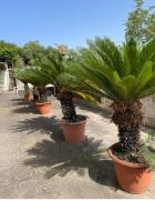 Top Castellammare di Stabia