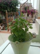 Top Emborios Kalymnos Top Emborios Kalymnos