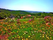 Top Barão de São João