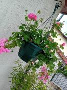 Jolie maison rénovée avec espace vert