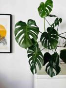 Top Toruń Top Toruń