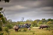 Top Timbavati Game Reserve