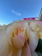 Villa Mia apartments