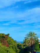 Little Rose Little Rose