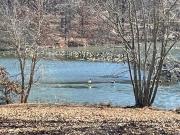 Top Bluford Top Bluford