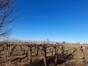 Viñedos del Este