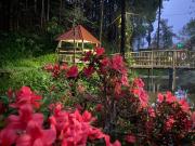 Top Darjeeling