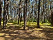 Top Rogowo Top Rogowo