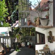 La Sen - Đông Thì