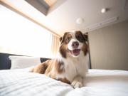 hotel anddoggy Kyoto Nijo