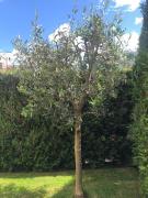 Ulivo Apartment VDA QUART 0035