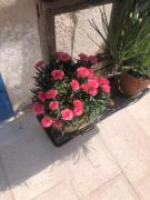 Top Canosa di Puglia