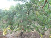 Top Francavilla Fontana