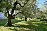 Top Umag