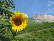 Top Appiano sulla Strada del Vino