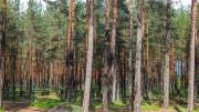 Top Gauja
