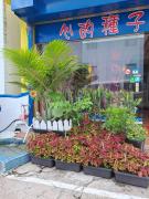 Top Kenting