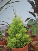Top Madikeri