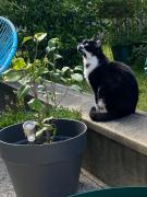 Superbe 3 pièce jardin