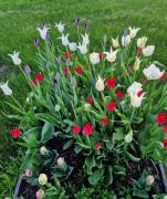 Kolmårdstorpet Blomsätter