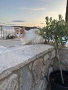 Top Glyfada Fokidas Top Glyfada Fokidas