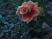 Top Riccò del Golfo di Spezia