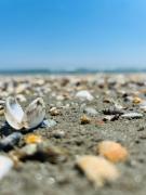 Top Mamaia Nord