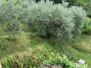 Top San Martino in Freddana