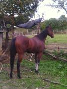 Top Foiano della Chiana