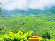 Top Suryanelli