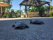 Batumi Aparthotel 22D