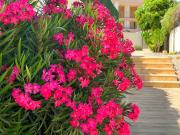 Duplex Apartment with sea view