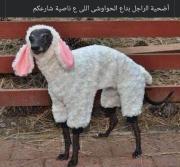 شقة جامدة نيق