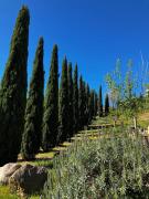 Top Sclafani