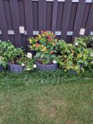 Haus im Grünen - App OG