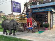 Top Sauraha
