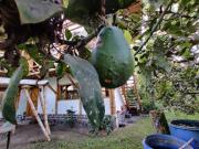 Top Cotacachi