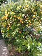 Lux Snezana Lux Snezana