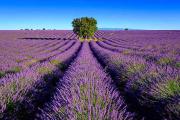 Top Valensole