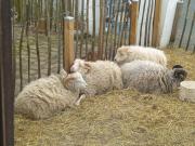 Top Munster im Heidekreis