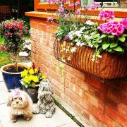 Top Croxley Green
