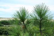 Top Vielle-Saint-Girons