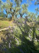 Top CastellʼArquato