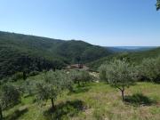 Top Parrano