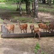 Top Neltume Top Neltume